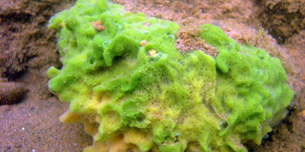Confirman que las esponjas fueron los primeros animales de la Tierra