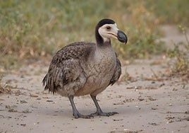 La 'resurrección' del dodo: en «unos años» y con ADN de paloma