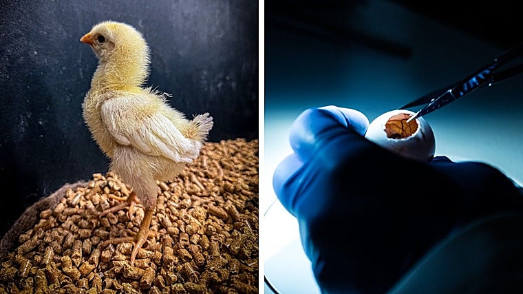 A la izquierda, un pollo genéticamente editado. El avance ha requerido una tecnología de vanguardia