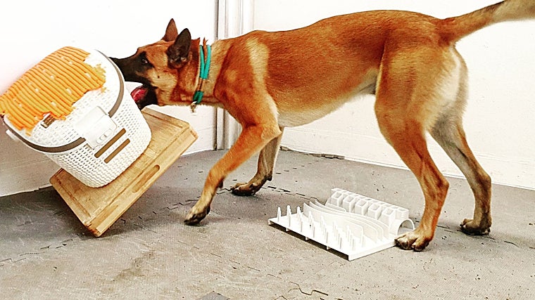 Un malinois intenta acceder al juguete inaccesible de la caja, ignorando el rompecabezas de la comida