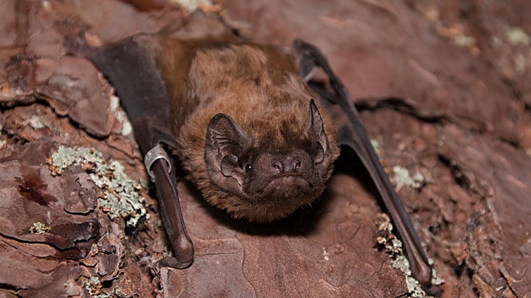 Captan por primera vez a un murciélago cazando y devorando un ave en pleno vuelo, algo que «parecía imposible»