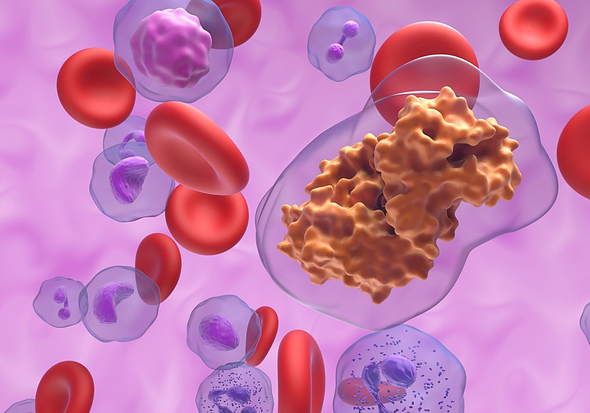 La ciclosporina en el flujo sanguíneo