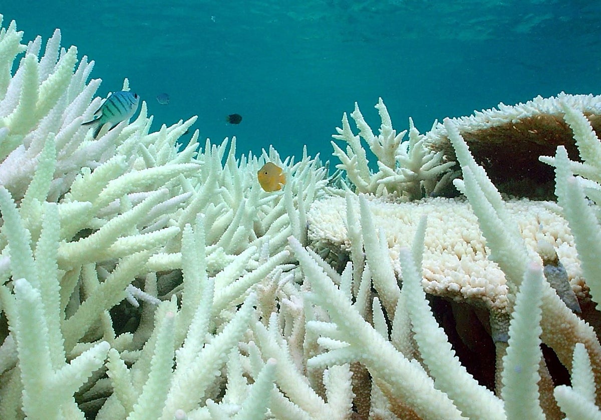 Corales blanqueados por las temperaturas oceánicas elevadas