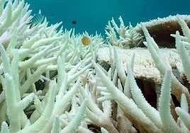 El mundo alcanza el primer punto de inflexión climático: la mortalidad de los corales no tiene vuelta atrás