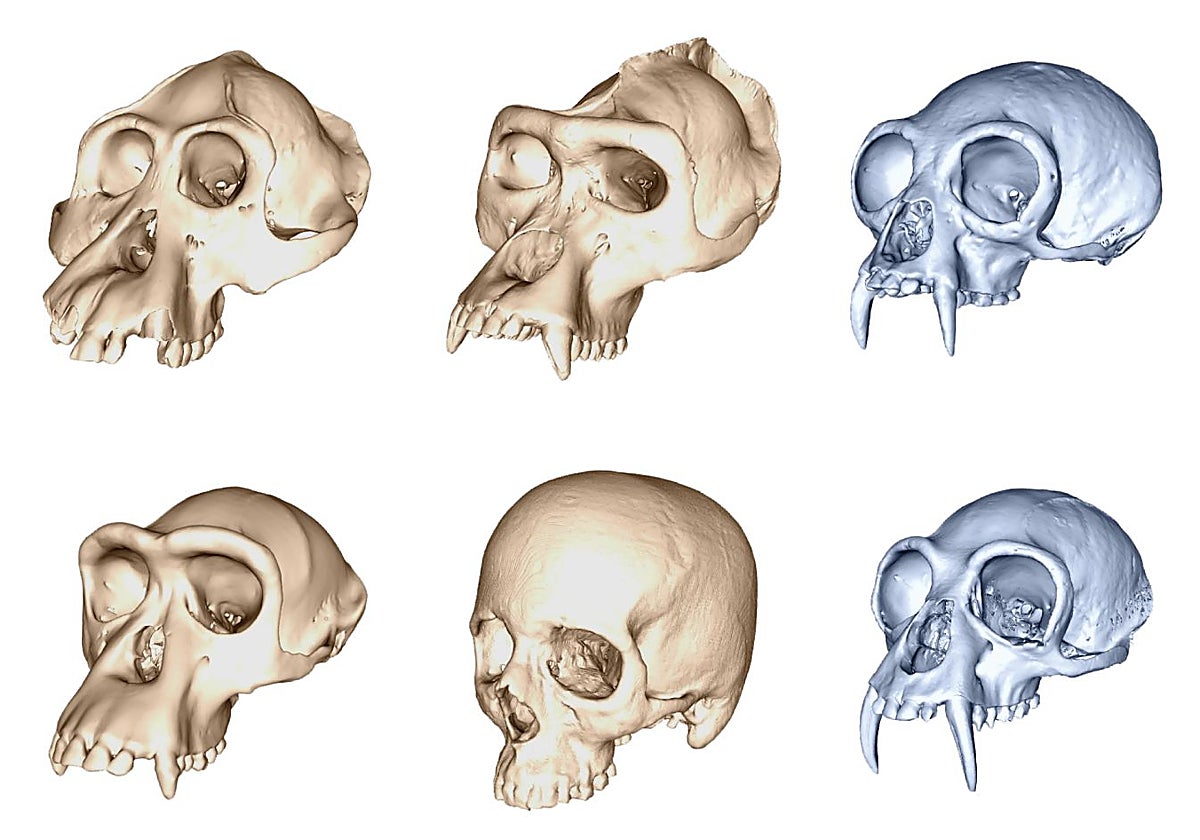 Diversidad de cráneos entre grandes simios, en naranja y pequeños simios (gibones) en azul.