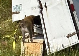 Escapan varios monos de laboratorio «potencialmente peligrosos» tras un accidente de camión en Mississippi