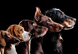 Ya había perros de distinto aspecto hace más de 10.000 años