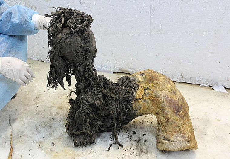 Una de las patas de Yuka, excepcionalmente conservada, lo que permitió la recuperación de moléculas de ARN antiguas