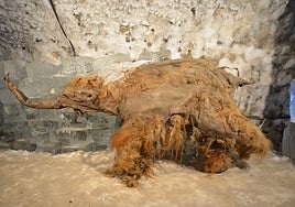 El ARN más antiguo confirma cómo fueron las últimas horas de un mamut de hace 40.000 años