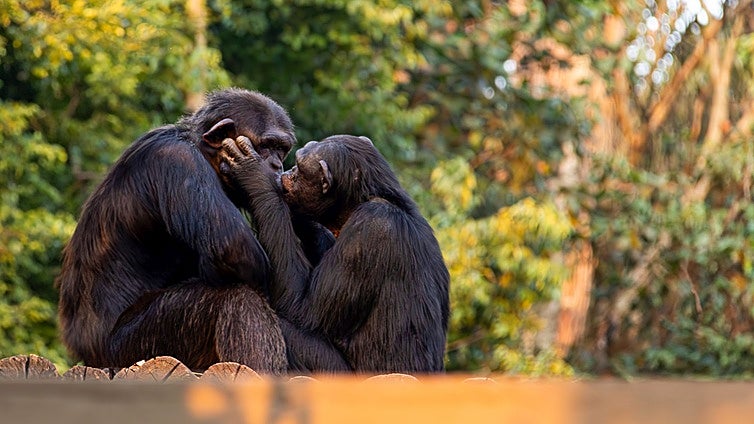 El origen del beso en la boca: surgió hace 21 millones de años e incluso los daban los neandertales