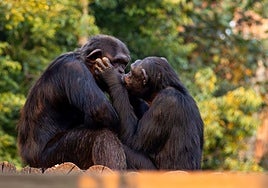 El origen del beso en la boca: surgió hace 21 millones de años e incluso los daban los neandertales