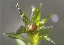 Este musgo sobrevivió durante nueve meses en el exterior de la Estación Espacial Internacional
