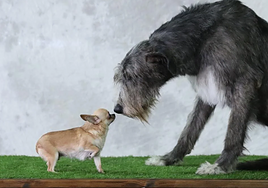 Sí, la mayoría de los perros tienen algo de lobo, hasta los chihuahuas