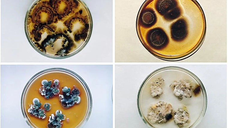 Cultures found in the fourth unit of Chernobyl, including Cladosporium sphaerospermum. The upper right plate clearly shows melanization