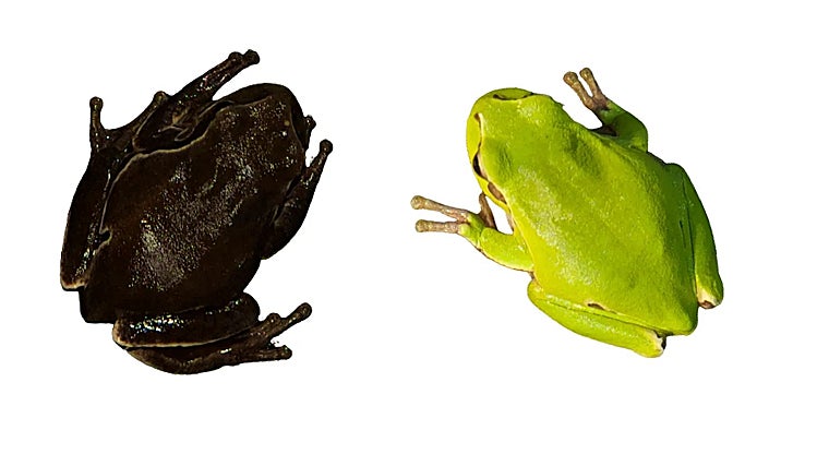 On the right, a common tree frog; On the left, a frog of the same species found in Chernobyl