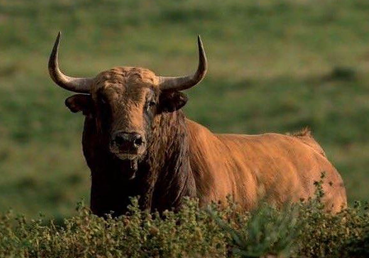 Un toro de La Palmosilla en su hábitat natural
