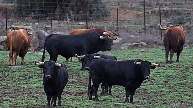 Ganado de lidia en tierras de Tarifa