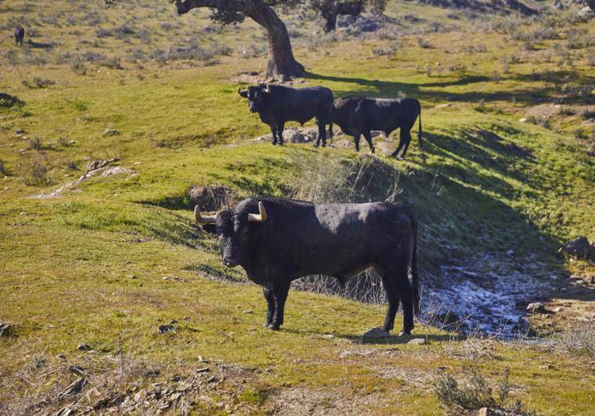 Toros de Victorino en el campo extremeño