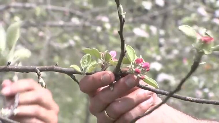 La floración de los manzanos en Asturias se convierte en un potente reclamo turístico