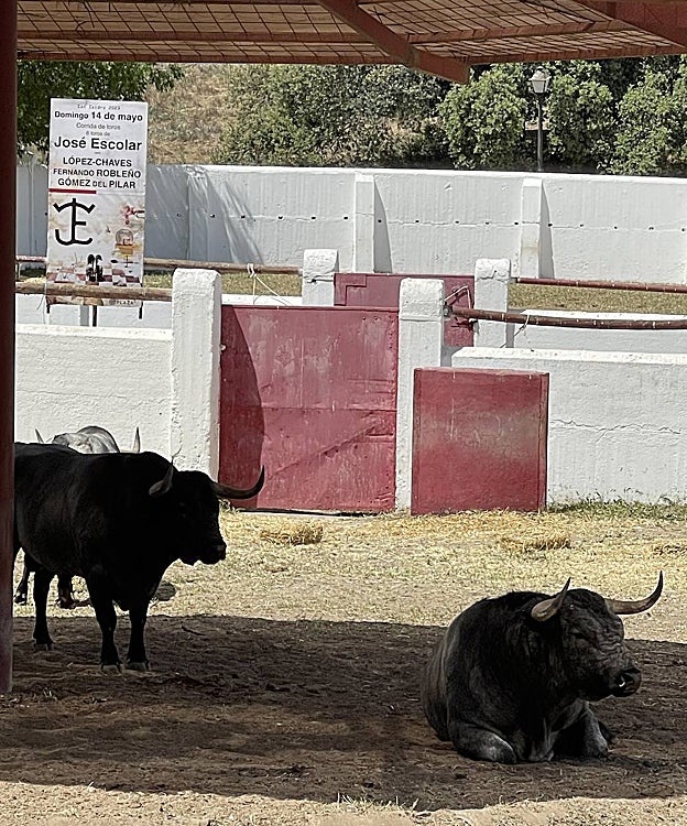 Los toros de Escolar