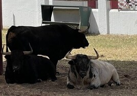 Los ganaderos piden a la Comunidad de Madrid suspender la exposición de los toros en el Batán