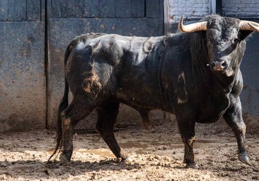 San Isidro en directo: Víctor Hernández, Álvaro Burdiel y Lalo de María, con novillos de Fuente Ymbro