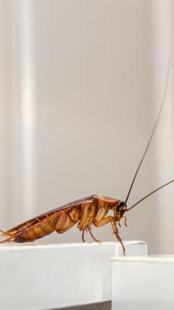 La rebelión moral de los insectos