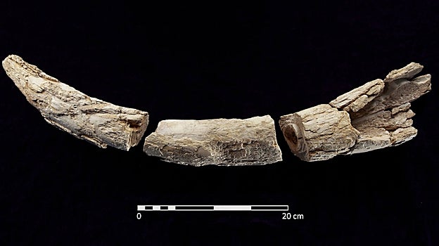 El colmillo de elefante depositado junto a la difunta enterrada en Valencina