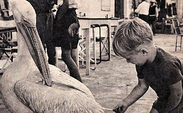 Imagen principal - Petros, el pelícano de Mikonos y la inmortalidad