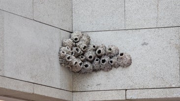 Concha Martínez Barreto