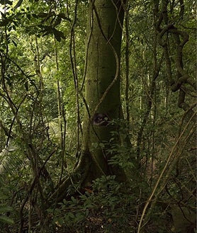 Imagen secundaria 2 - Sobre estas líneas, 'Phasmides' (2012) y 'La Pensée Féral'. Arriba, 'A Transparent Leaf instead of the Mouth' (2016-2017)