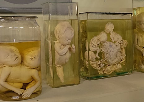 Imagen secundaria 1 - En la parte superior, el cocodrilo que se conserva en la Catedral de Sevilla. Arriba de izquierda a derecha, una de las vitrinas de la galería de los horrores de la Kuntstkamera de San Petersburgo y las 168 toneladas del inmenso dios Tláloc que hoy recibe a los visitantes en la puertas del Museo Nacional de Antropología de México