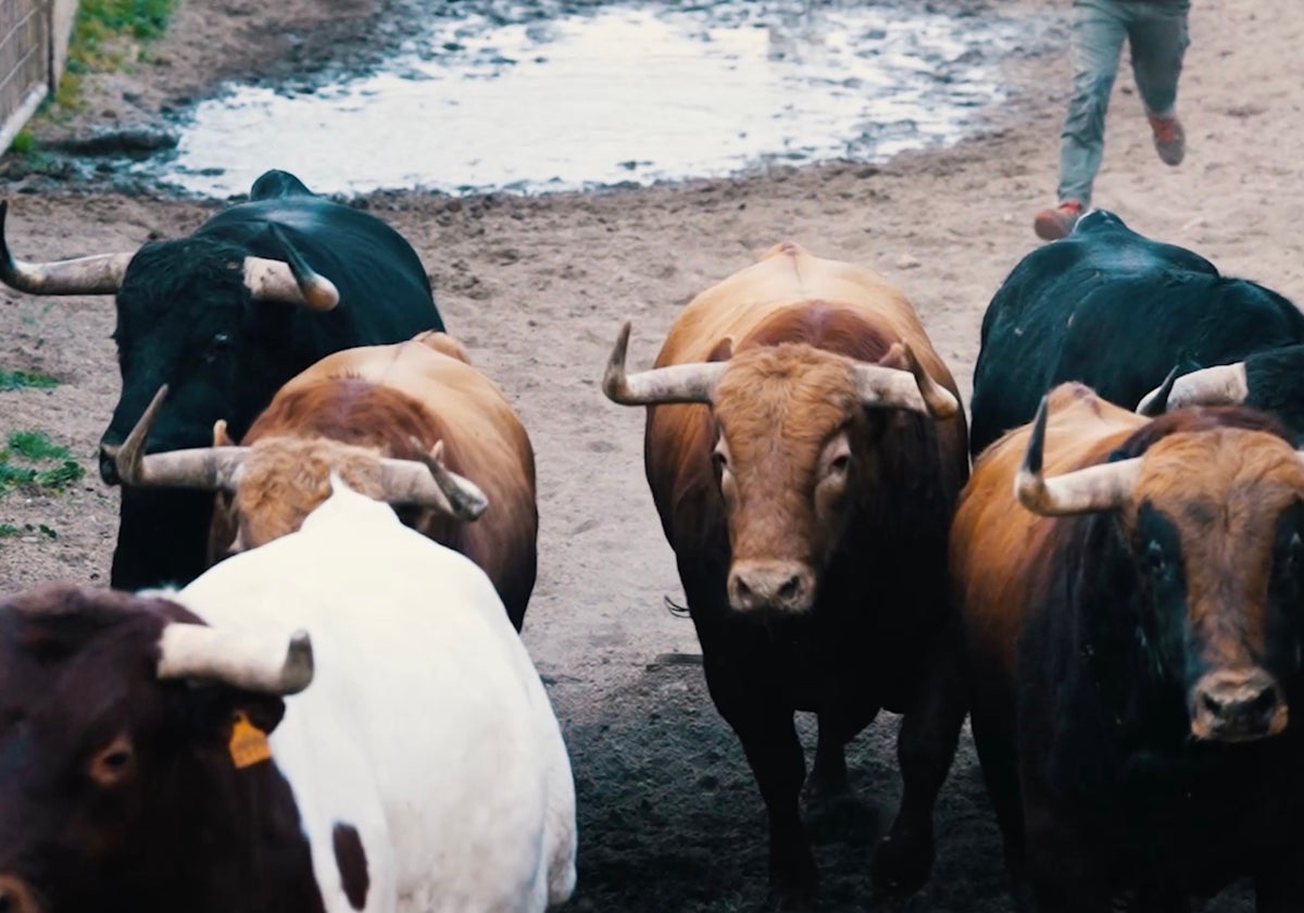El embarque de los toros de Pedraza de Yeltes