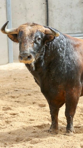 El toro Comunista, lidiado por Morante en la vuelta de las corridas a Ciudad Real 
