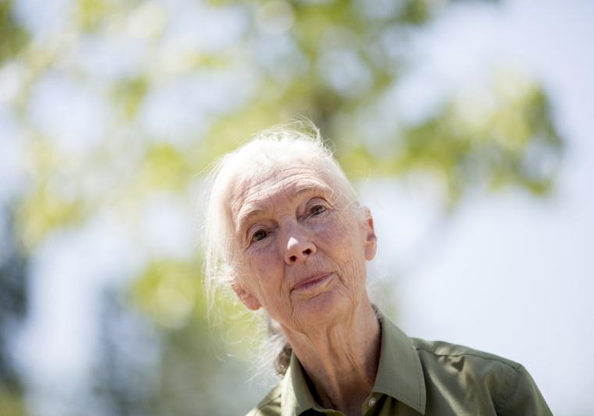 Jane Goodall, durante una entrevista con ABC en 2015