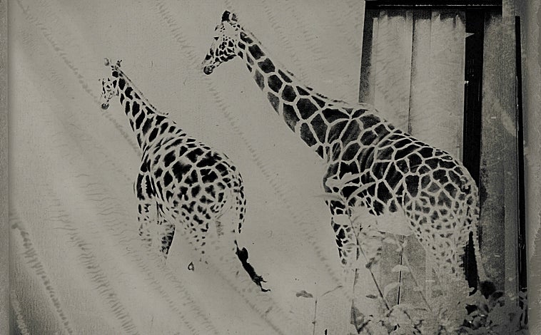 Imagen principal - De arriba abajo, 'L'échappée belle' (2021); 'Noel au Portugal' (1999) y 'The Clock', de 1999