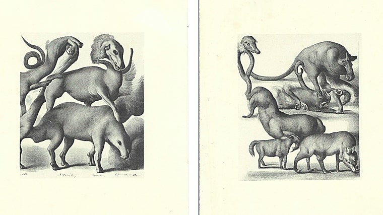 Detalle de 'Naturalezas insólitas'