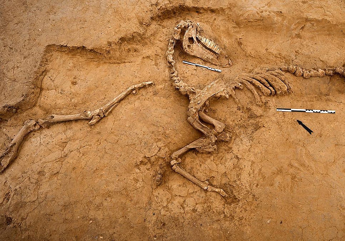 El esqueleto de un caballo muerto en la batalla de Waterloo