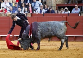 Muere Cobradiezmos, el toro supremo que rindió a la Maestranza y encumbró a Manuel Escribano