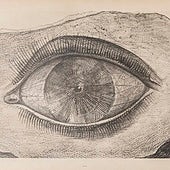 'Max Ernst Surrealismo, arte y cine' en el Círculo de Bellas Artes: el autor se merecía mucho más