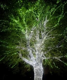 Secondary image 2 - Tourists at the Royal Botanic Gardens, Kew and the world's largest living Christmas tree 