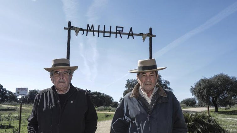 La ganadería de Miura vuelve a Inca un siglo después