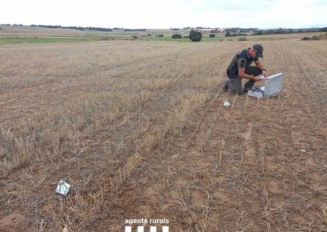 Imagen secundaria 1 - Agujeros de arqueofurtivismo en un yacimiento en Urgell, un agente rural identificando arqueofurtivismo y detectores de metales decomisados en el Alto Penedés