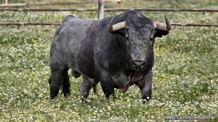 Romance de San Valentín en los toros bravos:   Cobradiezmos y las 200 vacas que enviudaron