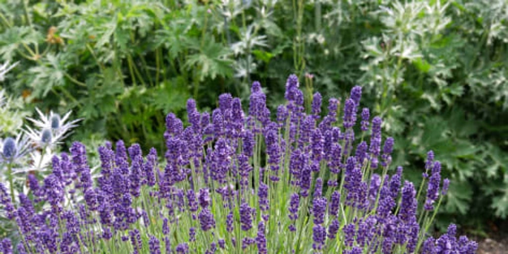 La lavanda