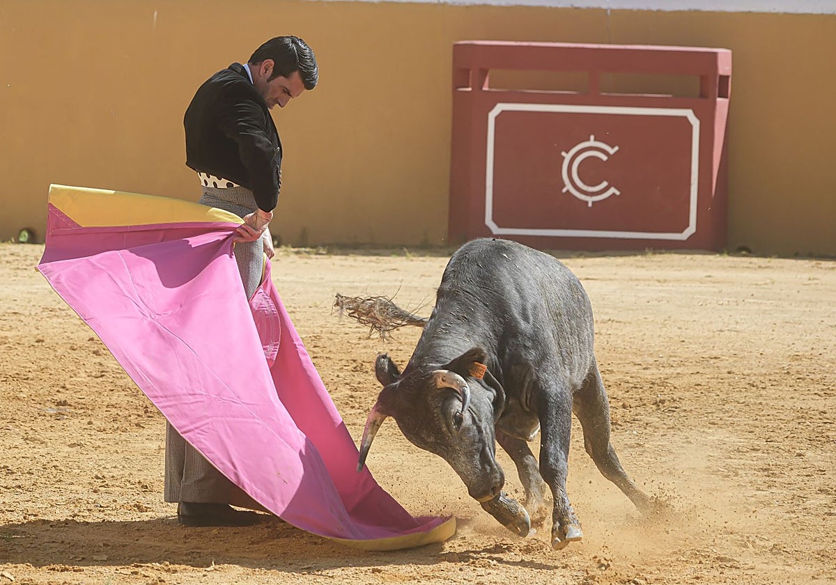 El torero Emilio de Justo le da una media verónica a una becerra de La Quinta