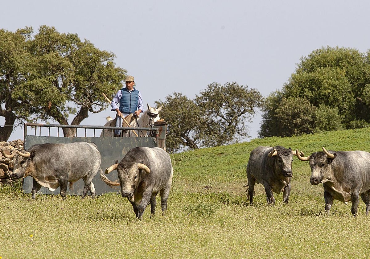 Imagen de archivo de los toros de La Quinta