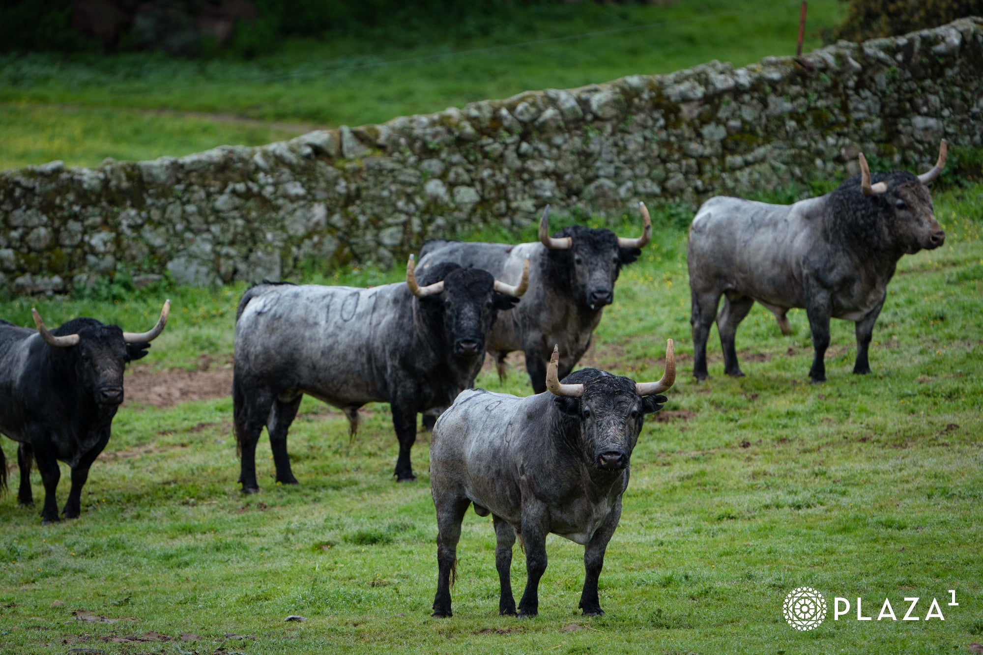 Estos son los toros de Adolfo Martín que inaugurarán la temporada de Las Ventas