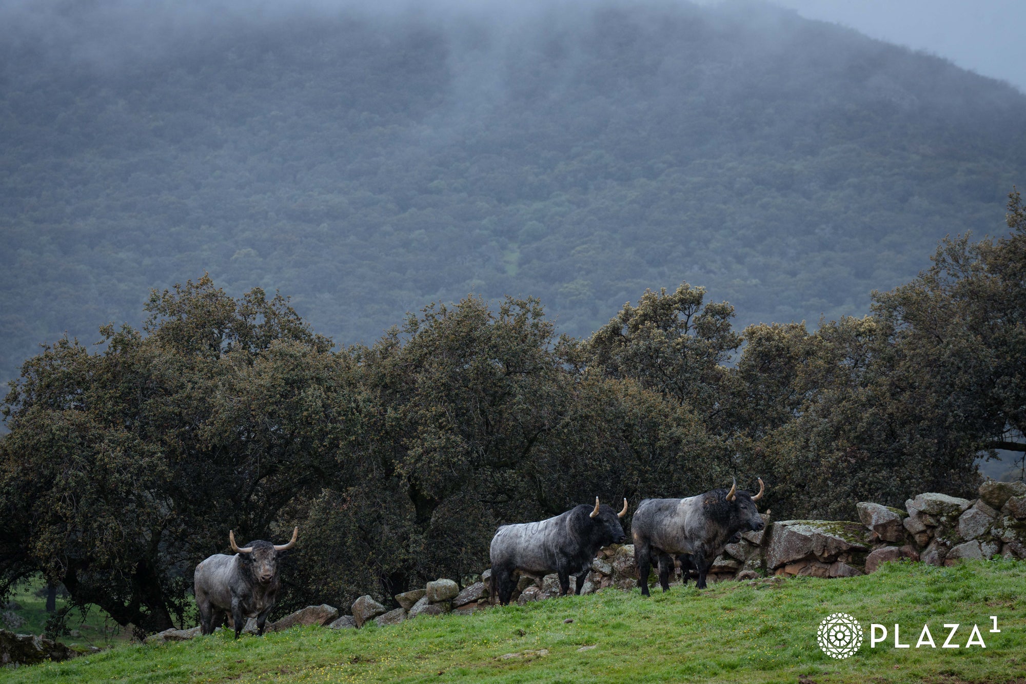Estos son los toros de Adolfo Martín que inaugurarán la temporada de Las Ventas
