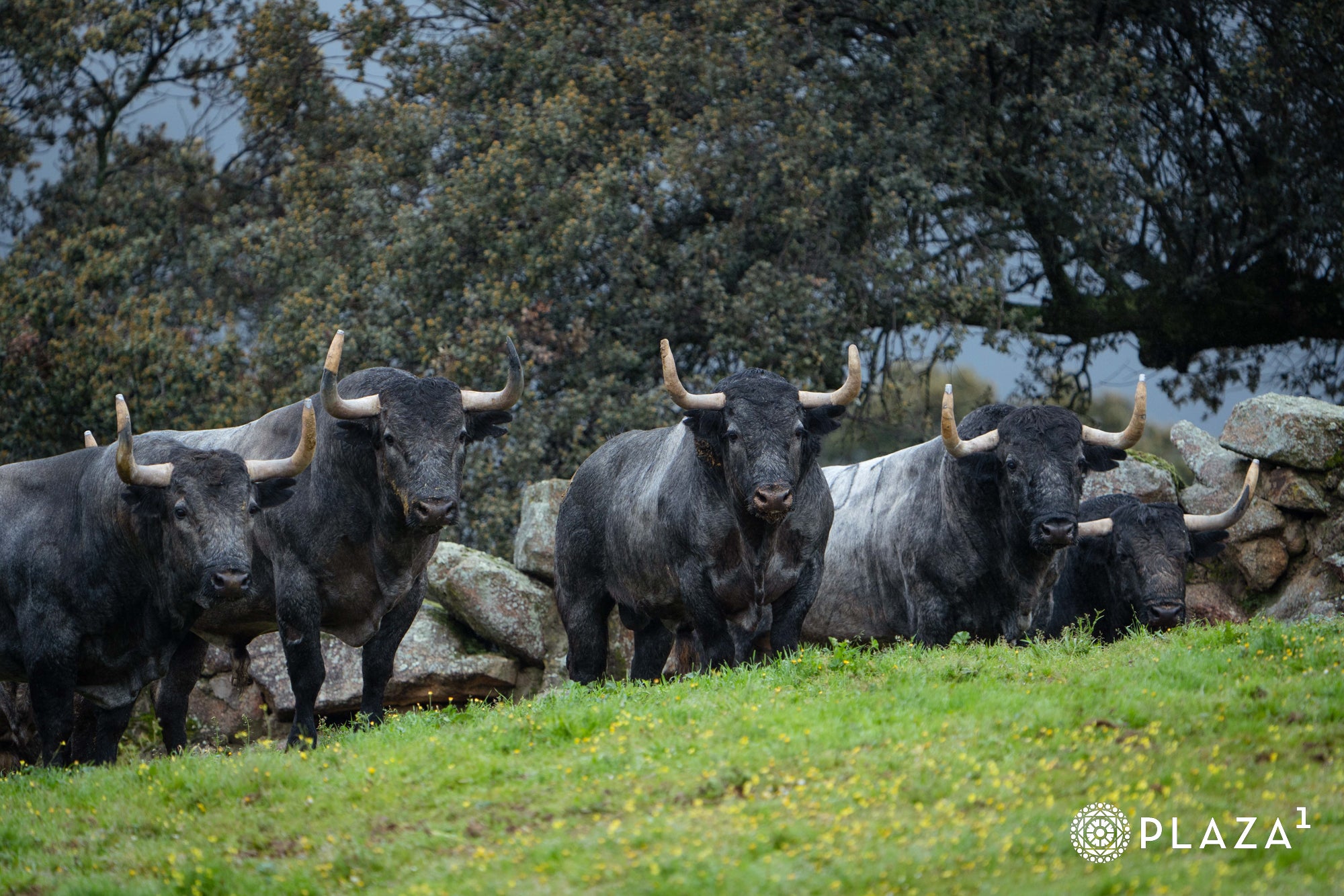 Estos son los toros de Adolfo Martín que inaugurarán la temporada de Las Ventas